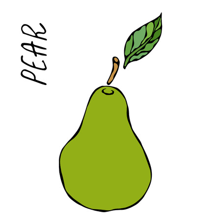Green Pear and Leaf. Fresh Fruit Nutrition Diet. Autumn or Fall Vegetable Harvest Collection. Realistic Hand Drawn High Quality Vector Illustration. Doodle Styleのイラスト素材