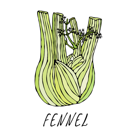 Green Fennel Balb. Vegetable Collection. EPS10 Vector. Hand Drawn Doodle Style Realistic Illustrationのイラスト素材
