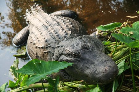 Alligator resting in sun