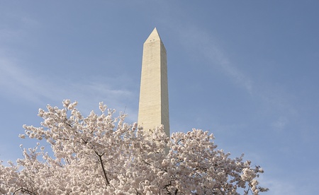 Washington Monument and Cherry Blossomsの写真素材