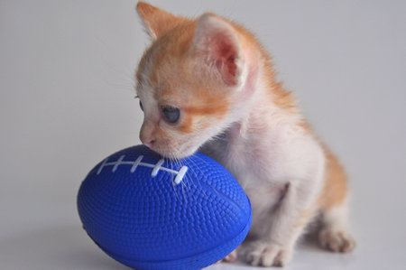 Cat Babyの写真素材