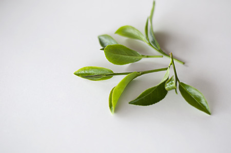 Tea leaves on plantation thailandの写真素材