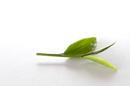 Tea leaves on a white backgroundの写真素材