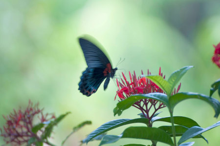 Butterflies with flowers in Blurの写真素材
