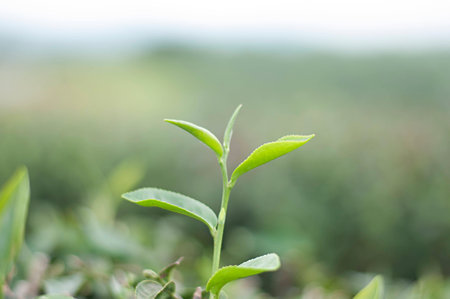 Tea leaves on plantation thailandの写真素材
