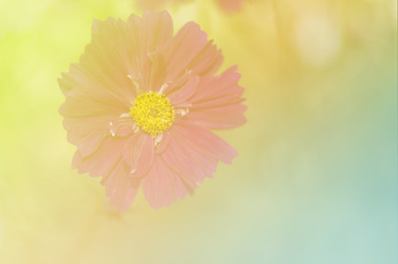 beautiful flowers with Soft Focus Color Filtered backgroundの写真素材