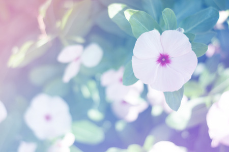 beautiful flowers with Soft Focus Color Filtered backgroundの写真素材