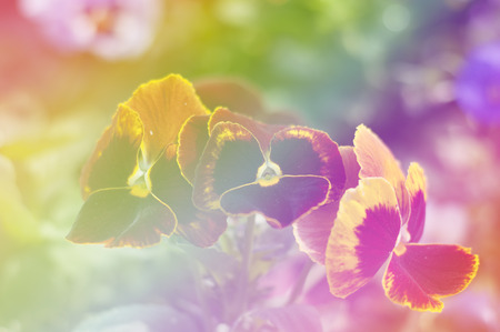 beautiful flowers with Soft Focus Color Filtered backgroundの写真素材