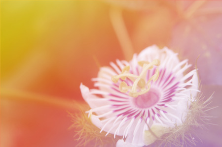 beautiful flowers with Soft Focus Color Filtered backgroundの写真素材