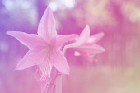 beautiful flowers with Soft Focus Color Filtered backgroundの写真素材