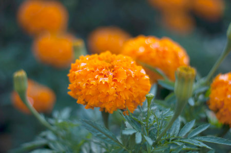 Yellow marigoldの写真素材