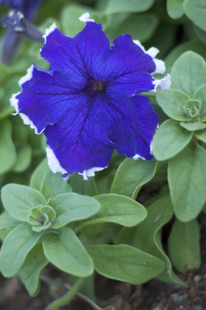 Beautiful Flowerの写真素材