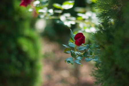 beautiful red roseの写真素材