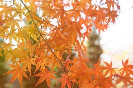 Maple leaf red autumn sunset tree blurred background