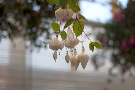 Beautiful Flowerの写真素材