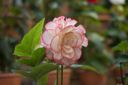 Beautiful Flowerの写真素材