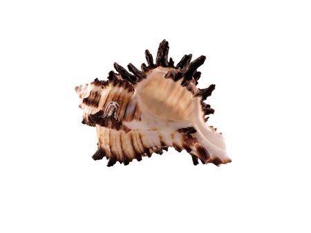 Collection of cockleshell isolated on white. Sea gifts.