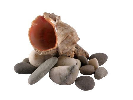 seashell on a pebble isolated on white background. Sea gifts.