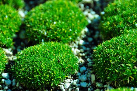 Sagina Irish mossの写真素材