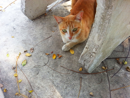 orange cat under a chairの写真素材
