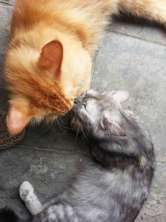 orange cat and gray catの写真素材