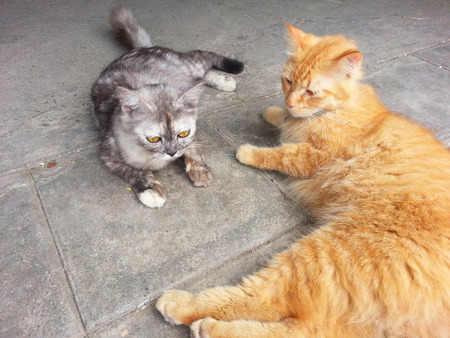 orange cat and gray catの写真素材