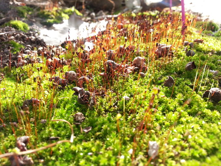 green mossの写真素材