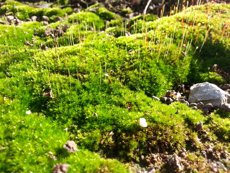 green mossの写真素材