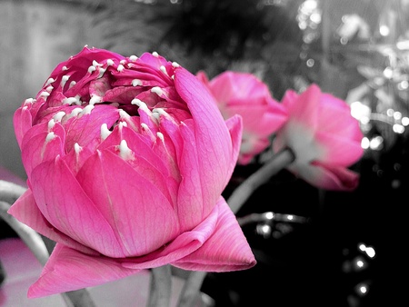 Pink lotus flowerの素材