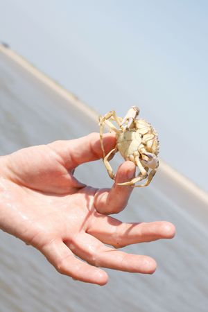 Hand holding crabの写真素材
