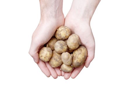 Isolated hands carrying potatoesの写真素材