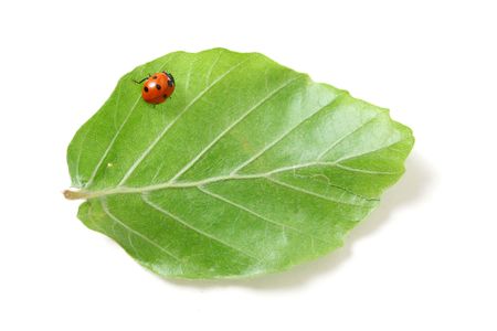 Lady bug on a leafの写真素材
