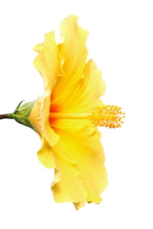 A beautiful hibiscus flower on whiteの写真素材