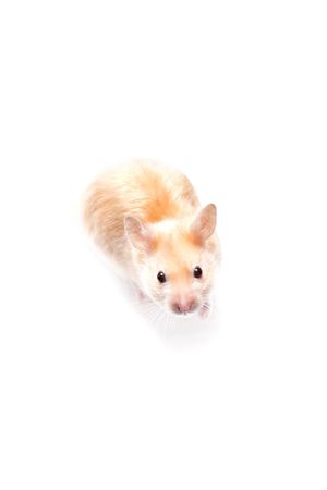 A small cute hamster in a cageの写真素材