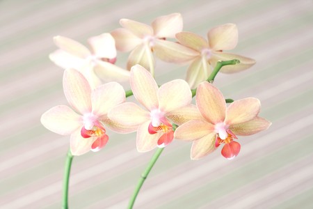 Orchidの写真素材