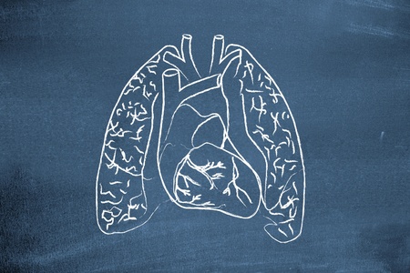 Lungs drawn on blackboardの写真素材