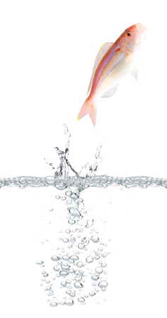 Fish escapingの写真素材