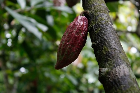 Cacao plantationの写真素材