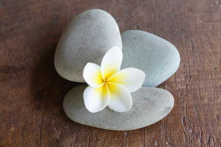 Frangipani flowerの写真素材