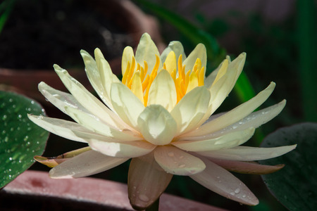Lotus-Water Lilyの写真素材
