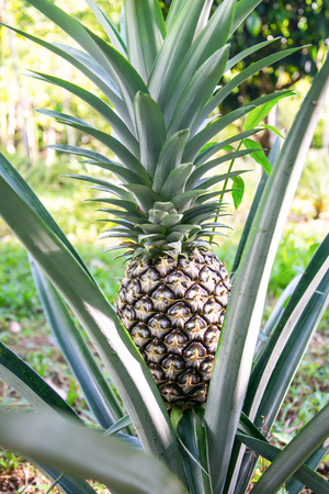 Pineapple in the gardenの写真素材