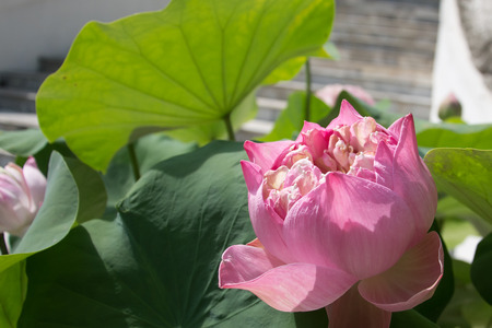 Pink Lotus-Water Lilyの写真素材