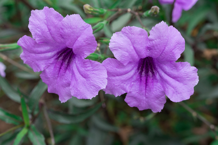 Purple ruellias flower in the garden, Ruellia tuberosaの写真素材