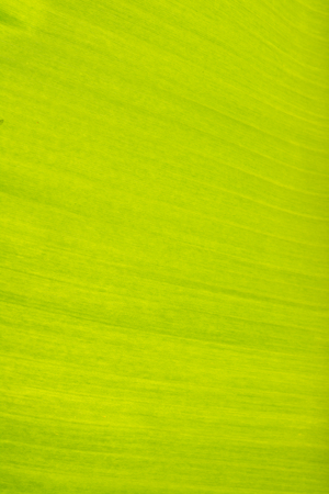 Banana leaf with clear linesの写真素材