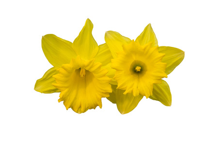 Yellow flowers (narcissus) isolated on whiteの写真素材