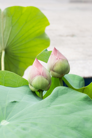 Pink lotus flower in pond-Lotus budの写真素材