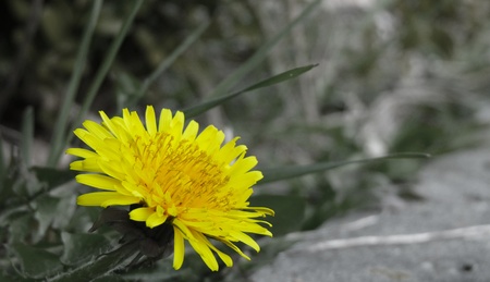 Dandelion in full bloomの写真素材