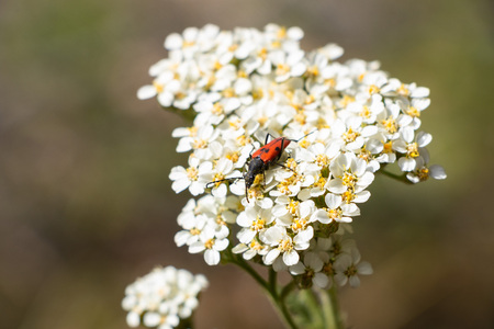 Red bug on small white flowersの写真素材