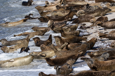 Harbor seals on a beachの写真素材