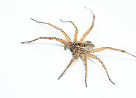 Wolf Spider closeupの写真素材